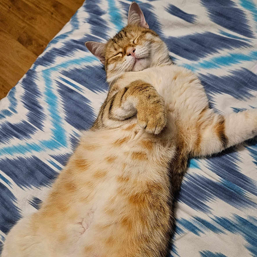 Utah participe au concours pour gagner de l'argent avec cette photo : abyssinian, animal, bed, bedroom, blanket, cat, couch, furniture, hardwood, homedecor, indoors, interiordesign, kitten, manx, person, pet, plywood, quilt, sleeping, wood