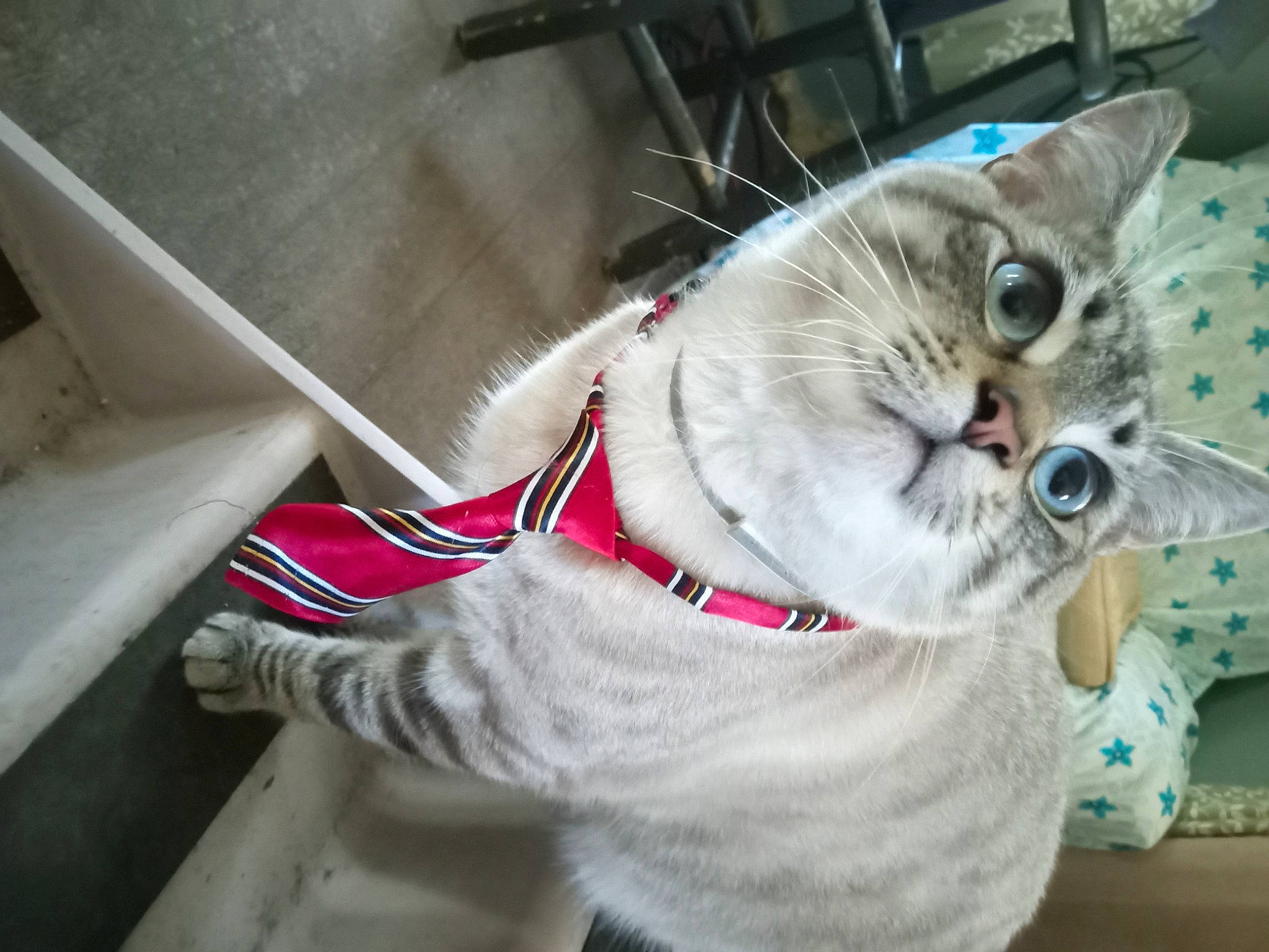 Crash joined the competition — help win amazing prizes! carnivore, cat, cat_supply, claw, collar, dog_collar, domestic_short_haired_cat, fawn, felidae, foot, fur, holiday, leash, paw, pet_supply, small_to_medium_sized_cats, snout, tail, thai, whiskers