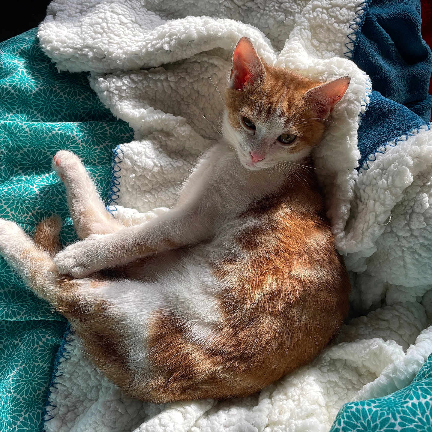 Vanille participe au concours pour gagner de l'argent avec cette photo : abyssinian, animal, blanket, cat, couch, furniture, homedecor, kitten, laundry, linen, manx, pet, quilt, siamese, towel