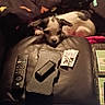 dog, puppy, leather_couch, blanket, remote_control, phone_case, packet, living_room, resting, black_and_white, cozy, indoor, furniture, pet, small_dog, relaxing, casual, home, comfort, night