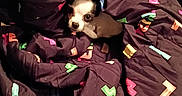 Roxie is registered to the contest to win money with this photo: dog, puppy, blanket, tetris, colorful, pattern, small, cute, cozy, indoor, pet, animal, resting, fabric, textile, sitting, looking, dark, soft, wrapped