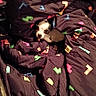 dog, puppy, blanket, tetris, colorful, pattern, small, cute, cozy, indoor, pet, animal, resting, fabric, textile, sitting, looking, dark, soft, wrapped