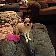 Roxie joined the competition — help win amazing prizes! dog, small_dog, couch, blanket, toy, pink_toy, living_room, furniture, cozy, pet, indoor, home, curious, animal, fur, domestic_animal, carpet, soft, relax, companion