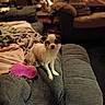 dog, small_dog, couch, blanket, toy, pink_toy, living_room, furniture, cozy, pet, indoor, home, curious, animal, fur, domestic_animal, carpet, soft, relax, companion