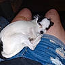 dog, sleeping, white_dog, black_patches, lap, person, denim_shorts, ripped_clothing, relaxation, indoor, pet, small_dog, fur, resting, casual, legs, comfort, cute, animal, companion