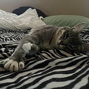 Frankie joined the competition — help win amazing prizes! cat, animal, pet, feline, bed, blanket, zebra_pattern, striped, paw, sleepy, resting, indoor, cozy, fur, whiskers, green_pillow, white_sheets, relaxed, closeup, comfort