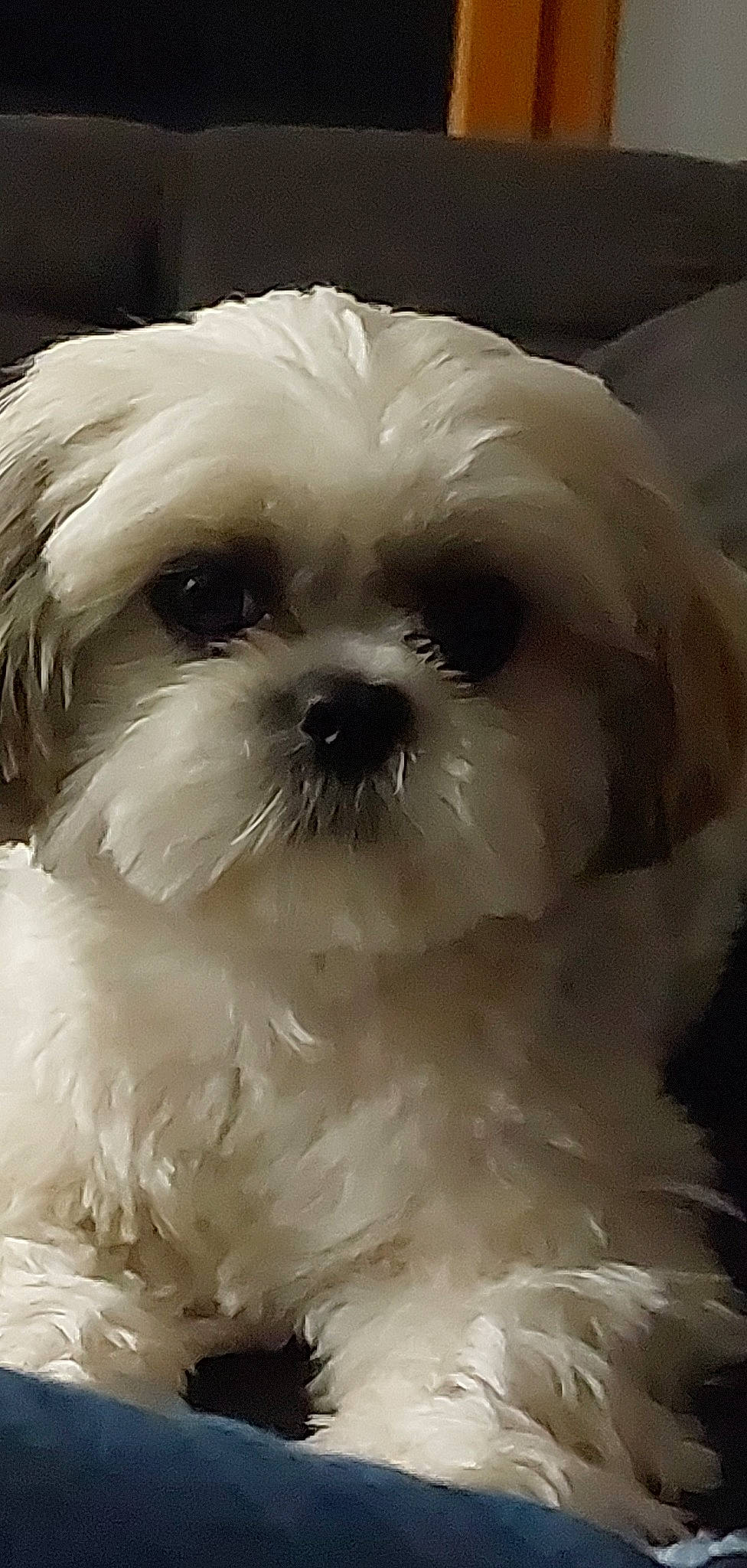 Shanelle participe au concours pour gagner de l'argent avec cette photo : canidae, carnivore, close_up, companion_dog, dog, dog_breed, eye, fur, liver, mal_shi, maltepoo, shih_poo, shih_tzu, snout, sporting_group, terrestrial_animal, terrier, toy_dog, whiskers, working_animal