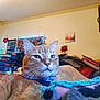 cat, orange_tabby, collar, indoor, pet, close_up, relaxed, feline, whiskers, fur, eyes, nose, background, books, led_lights, wall_art, clutter, blanket, comfort, domestic