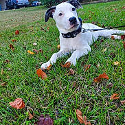 Casper is registered to the contest to win money with this photo: puppy, dog, grass, leaves, outdoor, pet, collar, lawn, autumn, house, car, fence, nature, animal, young, cute, resting, daylight, suburban, curious