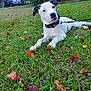 puppy, dog, grass, leaves, outdoor, pet, collar, lawn, autumn, house, car, fence, nature, animal, young, cute, resting, daylight, suburban, curious