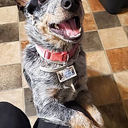 Willow is registered to the contest to win money with this photo: dog, happy, pet, collar, tag, indoor, floor, tile_floor, black_nose, open_mouth, brown_paws, ears, fur, animal, cute, companion, looking_up, front_legs, domestic_dog, tongue