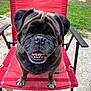 Luther is registered to the contest to win money with this photo: dog, pug, smiling, outdoor, red_chair, pet, animal, grass, concrete, fence, happy, sitting, tongue, paw, backyard, sunny, closeup, face, canine, leisure