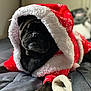 Luther is registered to the contest to win money with this photo: dog, pug, black_dog, costume, hoodie, christmas, holiday, bed, blanket, furry, pet, animal, indoor, cute, cozy, relaxed, portrait, clothing, festive, winter