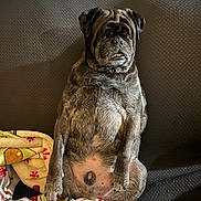 Luther is registered to the contest to win money with this photo: dog, pug, pet, sitting, couch, blanket, indoor, fur, face, animal, cute, relaxed, cozy, expression, holiday, pattern, resting, companion, domestic_animal, portrait