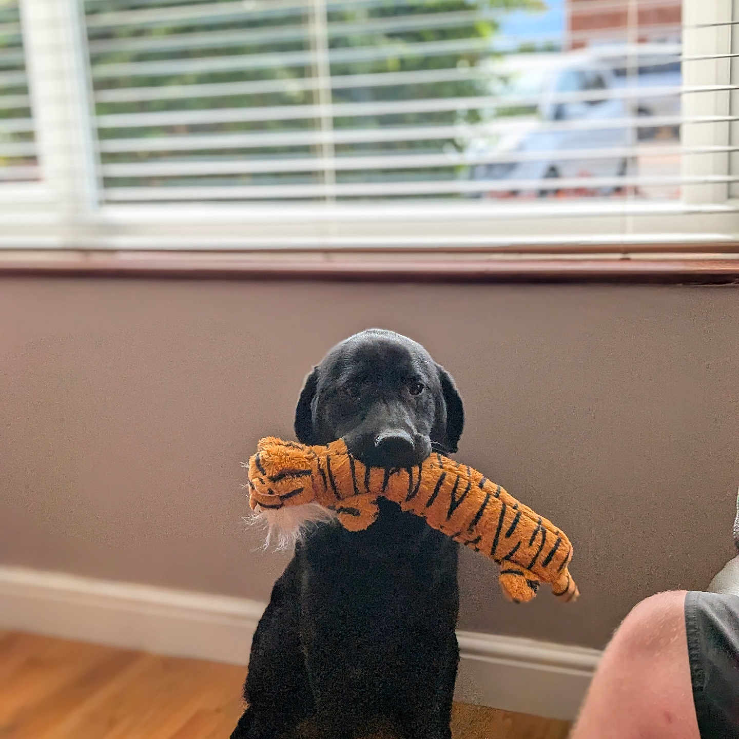 Alfie is registered to the contest to win money with this photo: adult, animal, baseball, bodypart, canine, clothing, couch, dog, finger, furniture, glove, hand, hardwood, homedecor, male, man, person, pet, puppy, wood