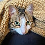 cat, kitten, green_eyes, knit_blanket, cozy, indoor, close_up, fur, whiskers, alert, curious, pet, animal, cute, comfort, warm, texture, face, ears, resting
