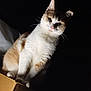 animal, box, cat, closeup, curious, cute, dark_background, ears, feline, fur, indoor, light, looking, orange, pet, portrait, shadow, sitting, whiskers, white