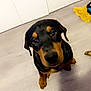 puppy, dog, pet, indoor, floor, brown, black, curious, looking_up, ears, young_dog, canine, fur, animal, cute, domestic, home, light, laundry, background