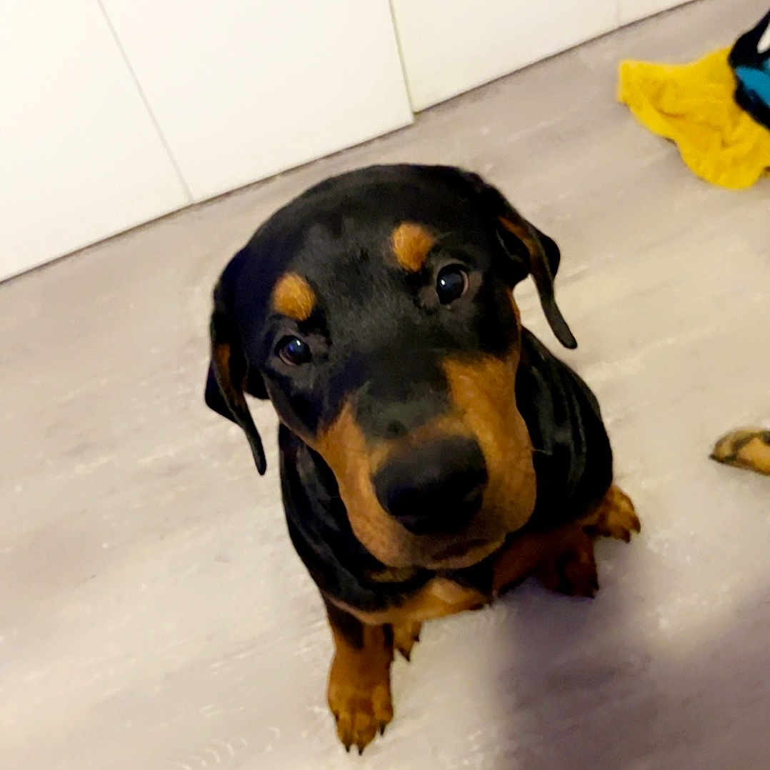 Max is registered to the contest to win money with this photo: animal, background, black, brown, canine, curious, cute, dog, domestic, ears, floor, fur, home, indoor, laundry, light, looking_up, pet, puppy, young_dog