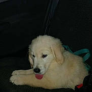 Flocon participe au concours pour gagner de l'argent avec cette photo : puppy, dog, car, car_seat, animal, pet, fluffy, tongue, indoor, resting, cute, young_dog, seatbelt, window, black_seat, leash, collar, transportation, vehicle, domestic_animal