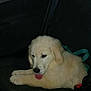 puppy, dog, car, car_seat, animal, pet, fluffy, tongue, indoor, resting, cute, young_dog, seatbelt, window, black_seat, leash, collar, transportation, vehicle, domestic_animal