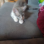 Bouba a rejoint le concours — aidez-le/la à gagner de superbes lots ! kitten, cat, couch, gray, white, pet, indoor, feline, animal, curious, soft, furniture, living_room, dog, blurred_background, paw, whiskers, tail, resting, young