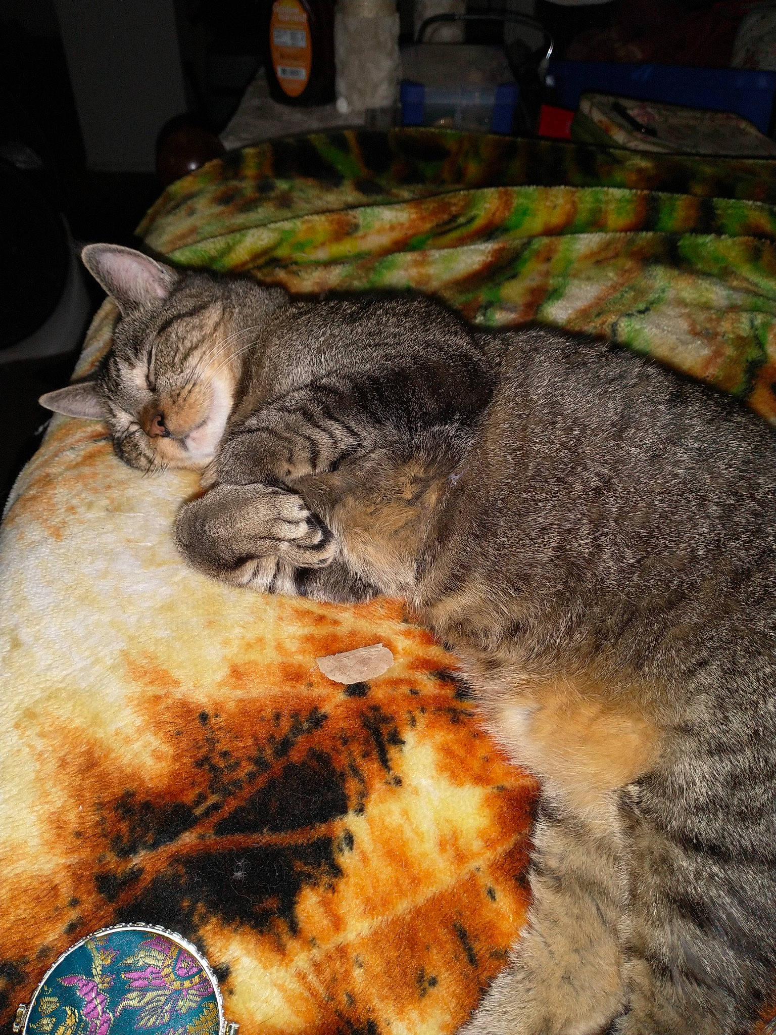 Ryuk is registered to the contest to win money with this photo: carnivore, cat, comfort, domestic_short_haired_cat, fawn, felidae, flooring, fur, grass, nap, paw, sitting, small_to_medium_sized_cats, snout, tail, terrestrial_animal, watch, whiskers, wildlife, wood