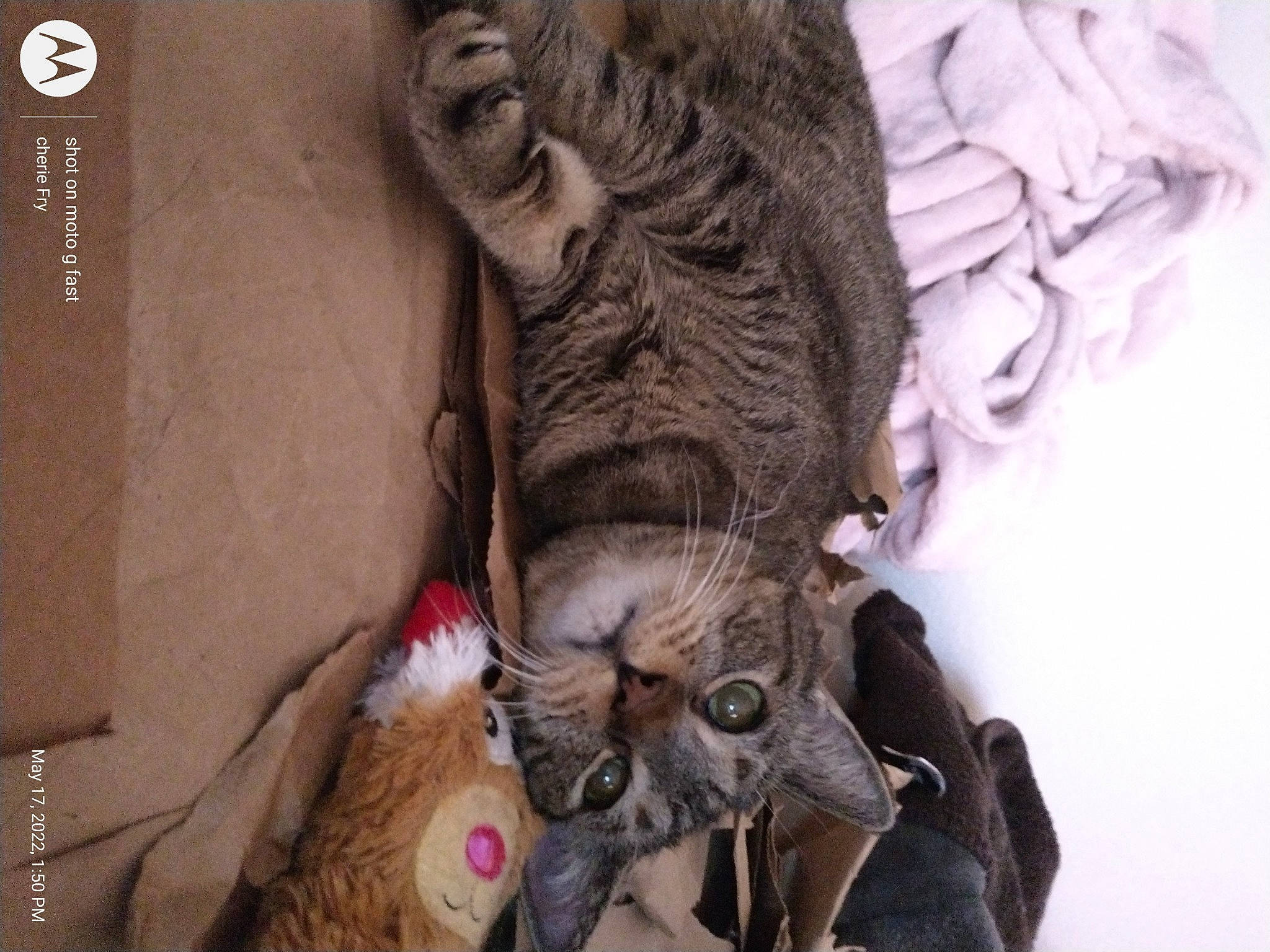 Ryuk is registered to the contest to win money with this photo: art, artifact, big_cats, dog_breed, domestic_short_haired_cat, fawn, felidae, fur, sculpture, small_to_medium_sized_cats, snout, sporting_group, statue, tail, terrestrial_animal, visual_arts, whiskers, wildlife, working_animal, wrinkle