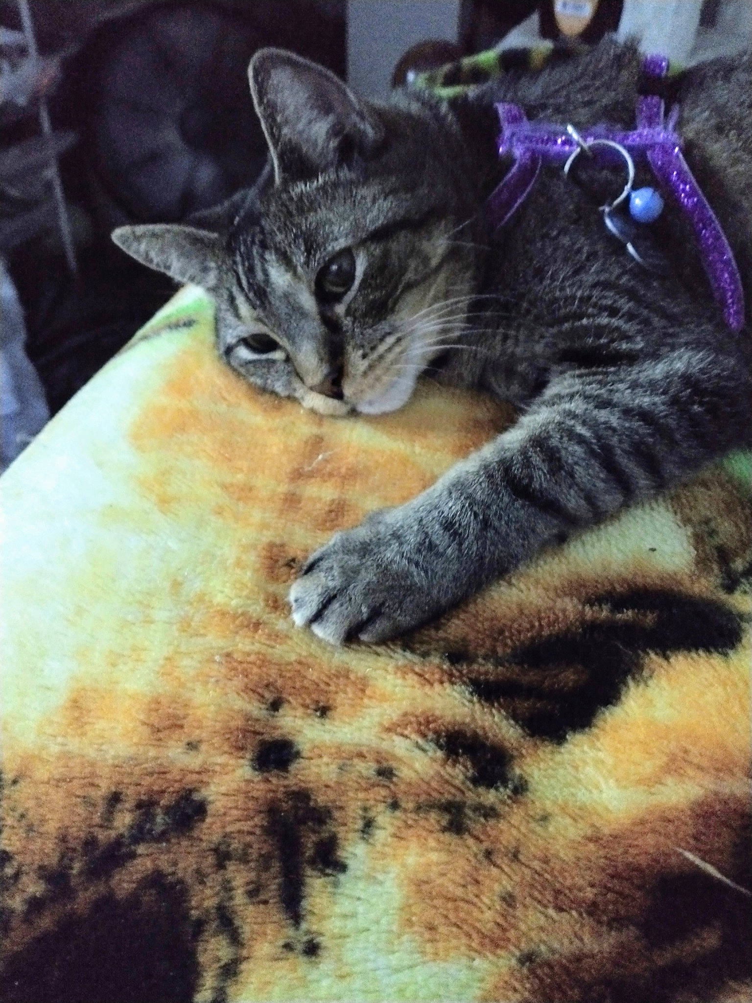 Ryuk joined the competition — help win amazing prizes! carnivore, cat, cloud, comfort, domestic_short_haired_cat, fawn, felidae, flooring, grass, grey, human_leg, paw, plant, sky, small_to_medium_sized_cats, snout, tail, textile, tree, whiskers