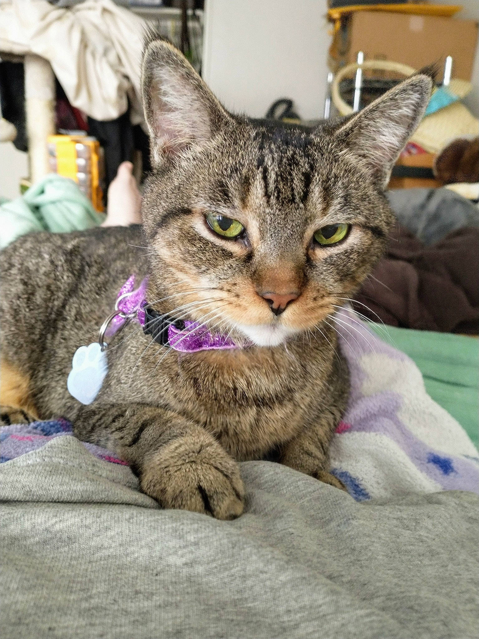 Ryuk joined the competition — help win amazing prizes! carnivore, cat, claw, comfort, domestic_short_haired_cat, felidae, fur, paw, sitting, small_to_medium_sized_cats, snout, terrestrial_animal, whiskers, wildlife