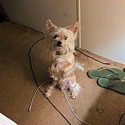 Max joined the competition — help win amazing prizes! dog, carpet, cables, flip_flops, indoor, pet, small_dog, curious, ears_up, fur, collar, brown, floor, household_items, domestic, animal, cute, sitting, looking, light