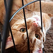 Morty a rejoint le concours — aidez-le/la à gagner de superbes lots ! cat, orange_tabby, whiskers, metal_bars, carpet, close_up, pet, cute, curious, indoor, feline, ears, nose, eyes, playful, lying_down, soft_focus, animal, domestic_cat, resting