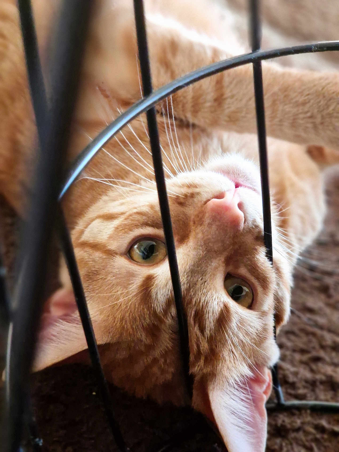 Morty a rejoint le concours — aidez-le/la à gagner de superbes lots ! cat, orange_tabby, whiskers, metal_bars, carpet, close_up, pet, cute, curious, indoor, feline, ears, nose, eyes, playful, lying_down, soft_focus, animal, domestic_cat, resting