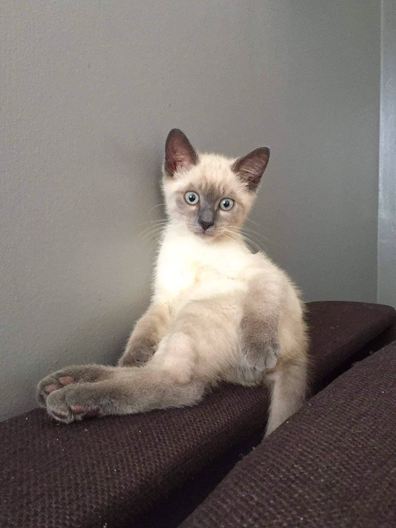 Bibou participe au concours pour gagner de l'argent avec cette photo : birman, carnivore, cat, comfort, domestic_short_haired_cat, fawn, felidae, fur, paw, siamese, sitting, small_to_medium_sized_cats, tail, terrestrial_animal, whiskers