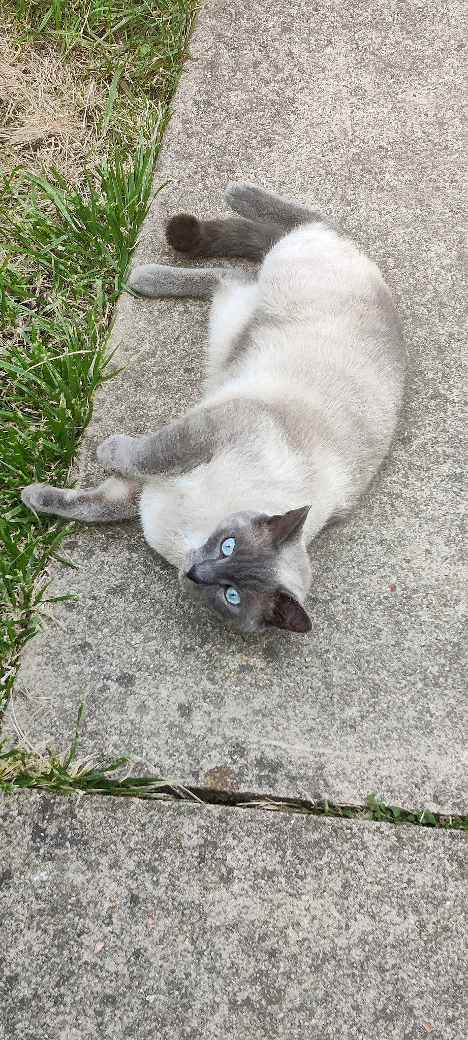 Bibou a rejoint le concours — aidez-le/la à gagner de superbes lots ! balinese, carnivore, cat, domestic_short_haired_cat, fawn, felidae, fur, grass, grey, head, herbaceous_plant, paw, plant, siamese, small_to_medium_sized_cats, snout, tail, terrestrial_animal, whiskers, wildlife