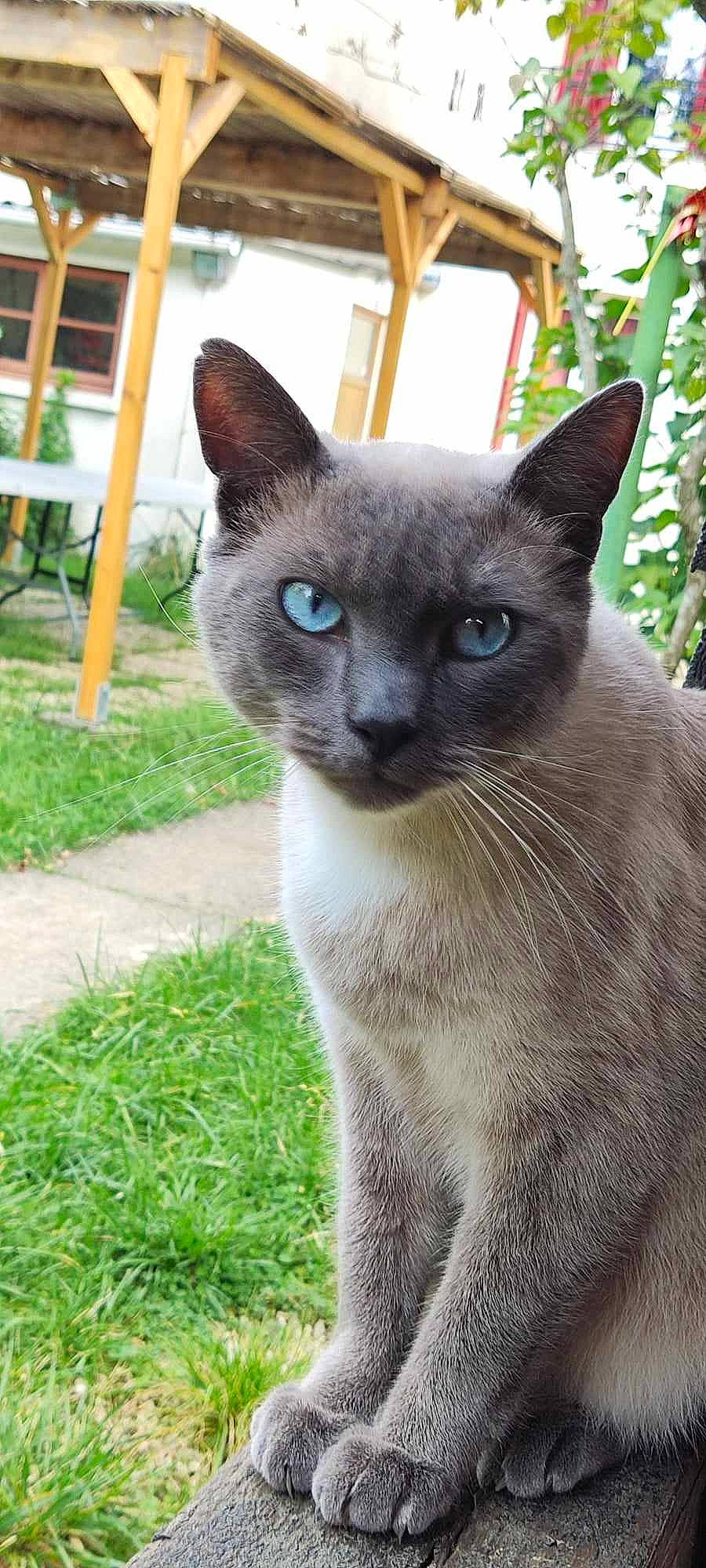 Bibou participe au concours pour gagner de l'argent avec cette photo : carnivore, cat, chair, curious, domestic_short_haired_cat, felidae, fur, grass, head, iris, outdoor_furniture, plant, siamese, small_to_medium_sized_cats, snout, terrestrial_animal, whiskers