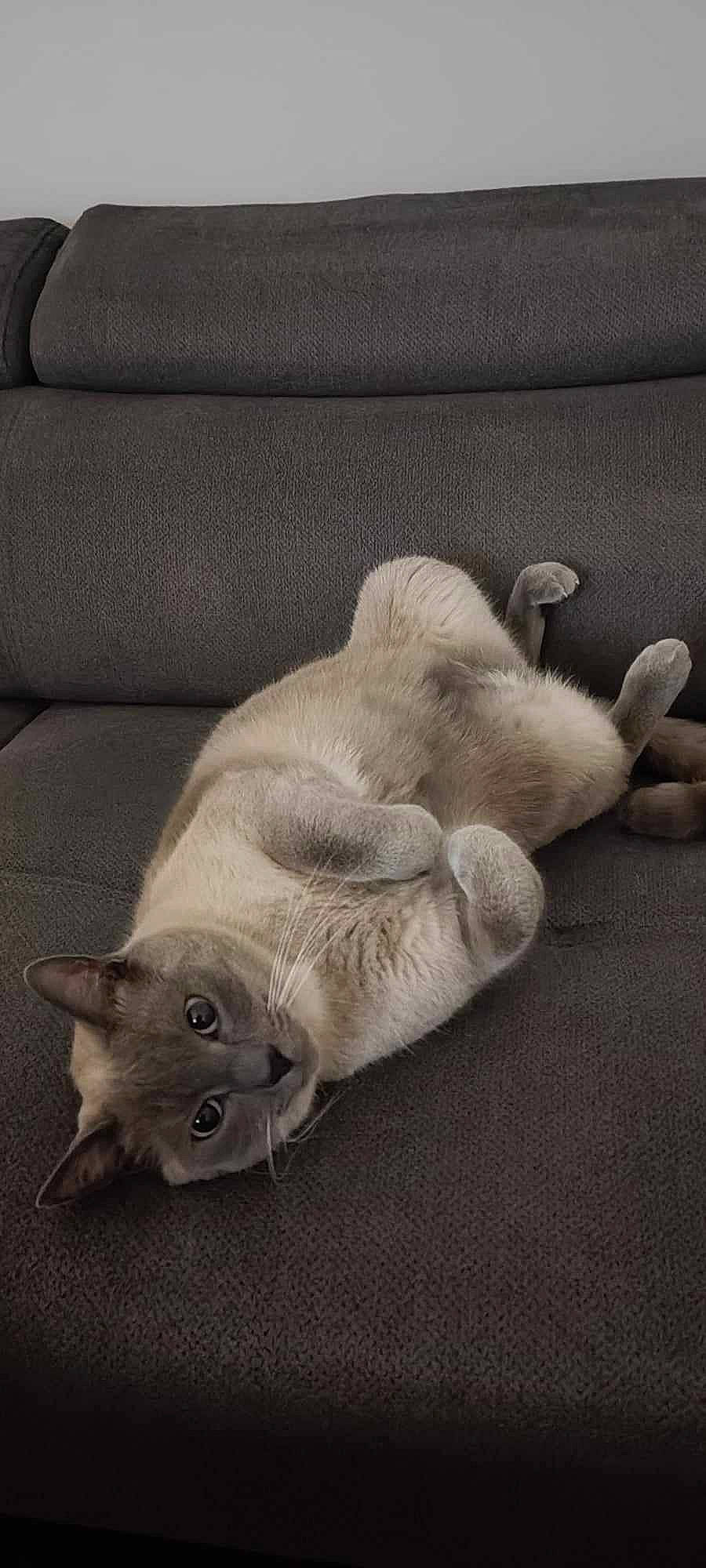 Bibou a rejoint le concours — aidez-le/la à gagner de superbes lots ! carnivore, cat, claw, comfort, couch, domestic_short_haired_cat, fawn, felidae, fur, grey, linens, nap, paw, sleep, small_to_medium_sized_cats, tail, terrestrial_animal, whiskers