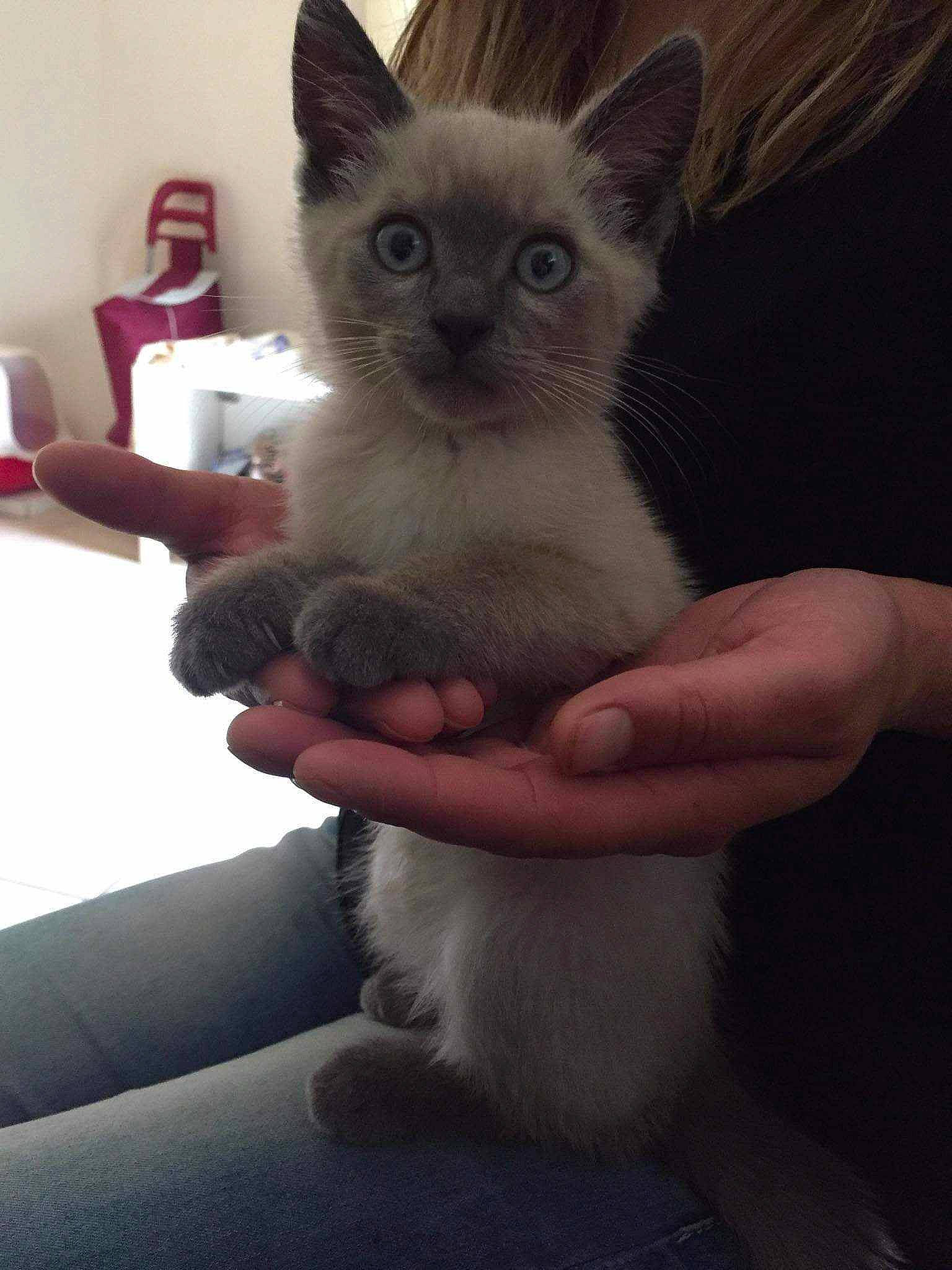 Bibou participe au concours pour gagner de l'argent avec cette photo : balinese, carnivore, cat, claw, comfort, domestic_short_haired_cat, ear, fawn, felidae, finger, fur, gesture, hand, nail, paw, siamese, small_to_medium_sized_cats, tail, thai, whiskers