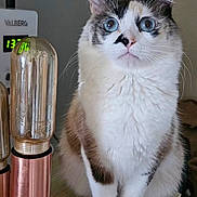 Shadow a rejoint le concours — aidez-le/la à gagner de superbes lots ! cat, blue_eyes, fluffy, indoor, lamp, light_bulb, copper, feline, close_up, curious, sitting, whiskers, white_fur, brown_fur, table, home, pet, face, portrait, animal