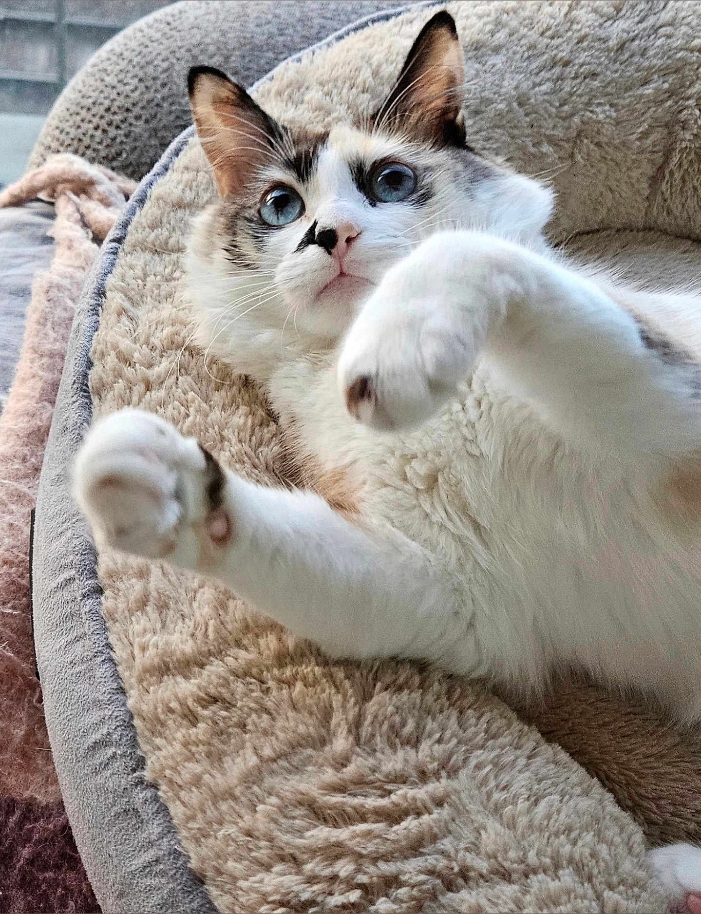 Shadow a rejoint le concours — aidez-le/la à gagner de superbes lots ! cat, blue_eyes, fluffy, pet_bed, paws, white_fur, gray_fur, relaxed, indoor, close_up, cute, whiskers, nose, ears, soft_texture, comfort, domestic_cat, animal, feline, resting