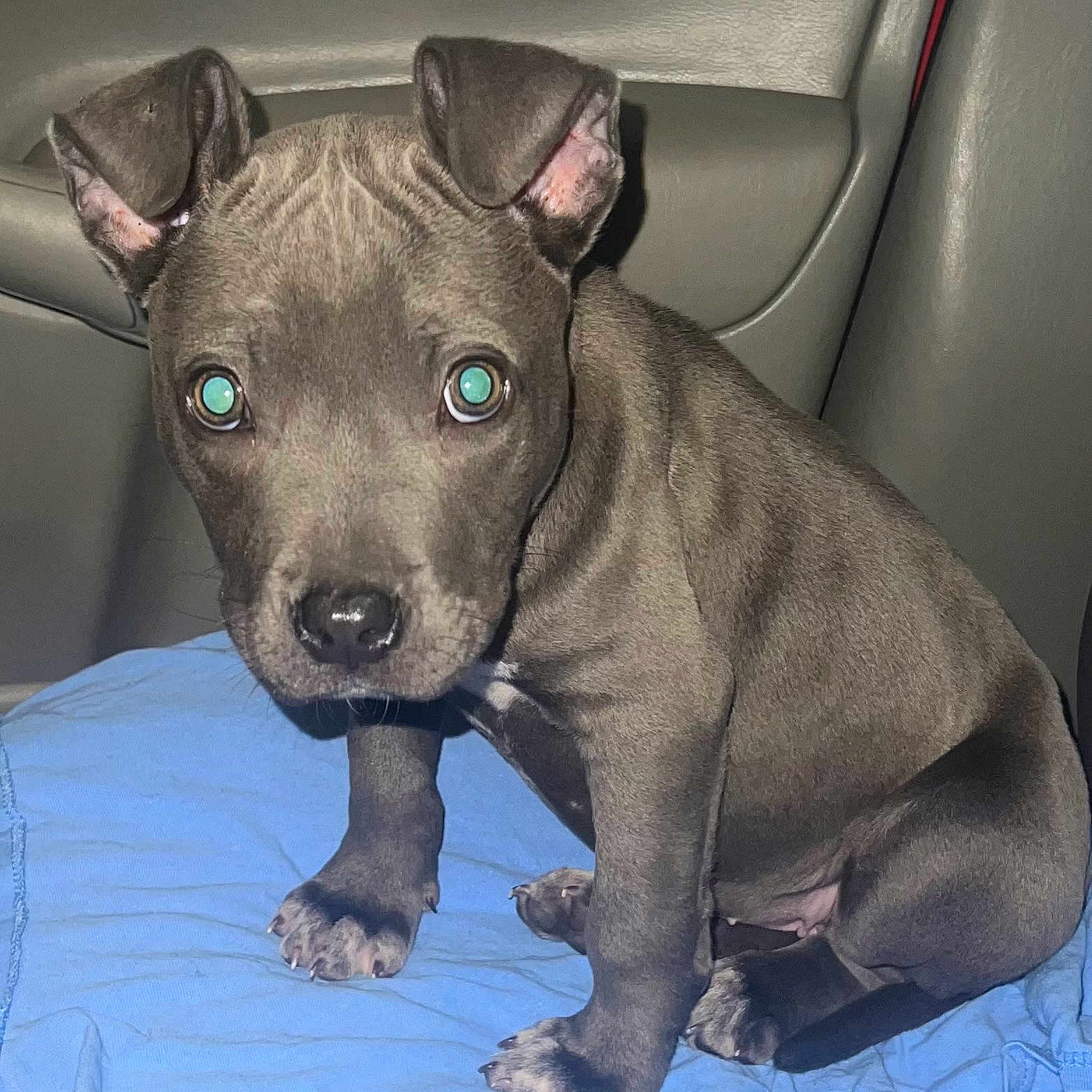 Bella is registered to the contest to win money with this photo: animal, blanket, bulldog, canine, car, car_interior, carseat, couch, cushion, dog, frenchbulldog, furniture, homedecor, hound, labradorretriever, pet, pitbull, puppy, snout, terrier