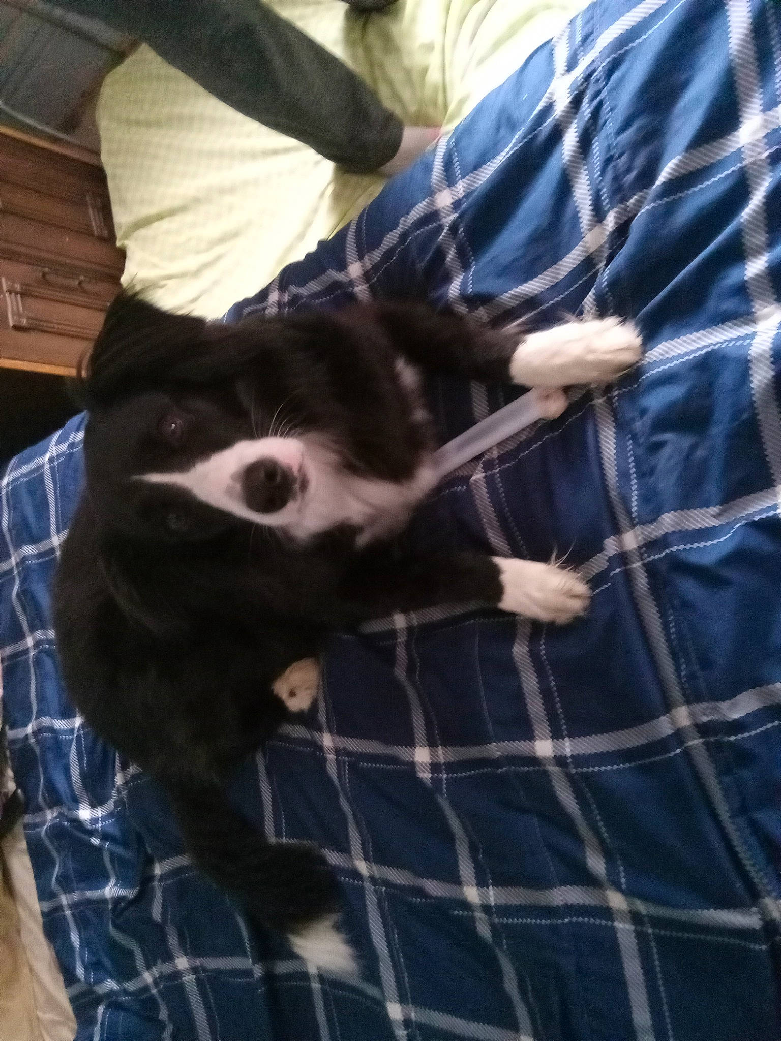 Sadie joined the competition — help win amazing prizes! carnivore, cat, collar, comfort, companion_dog, dog_breed, domestic_short_haired_cat, electric_blue, felidae, fur, gesture, pattern, plaid, sleeve, small_to_medium_sized_cats, t_shirt, tail, tartan, textile, whiskers