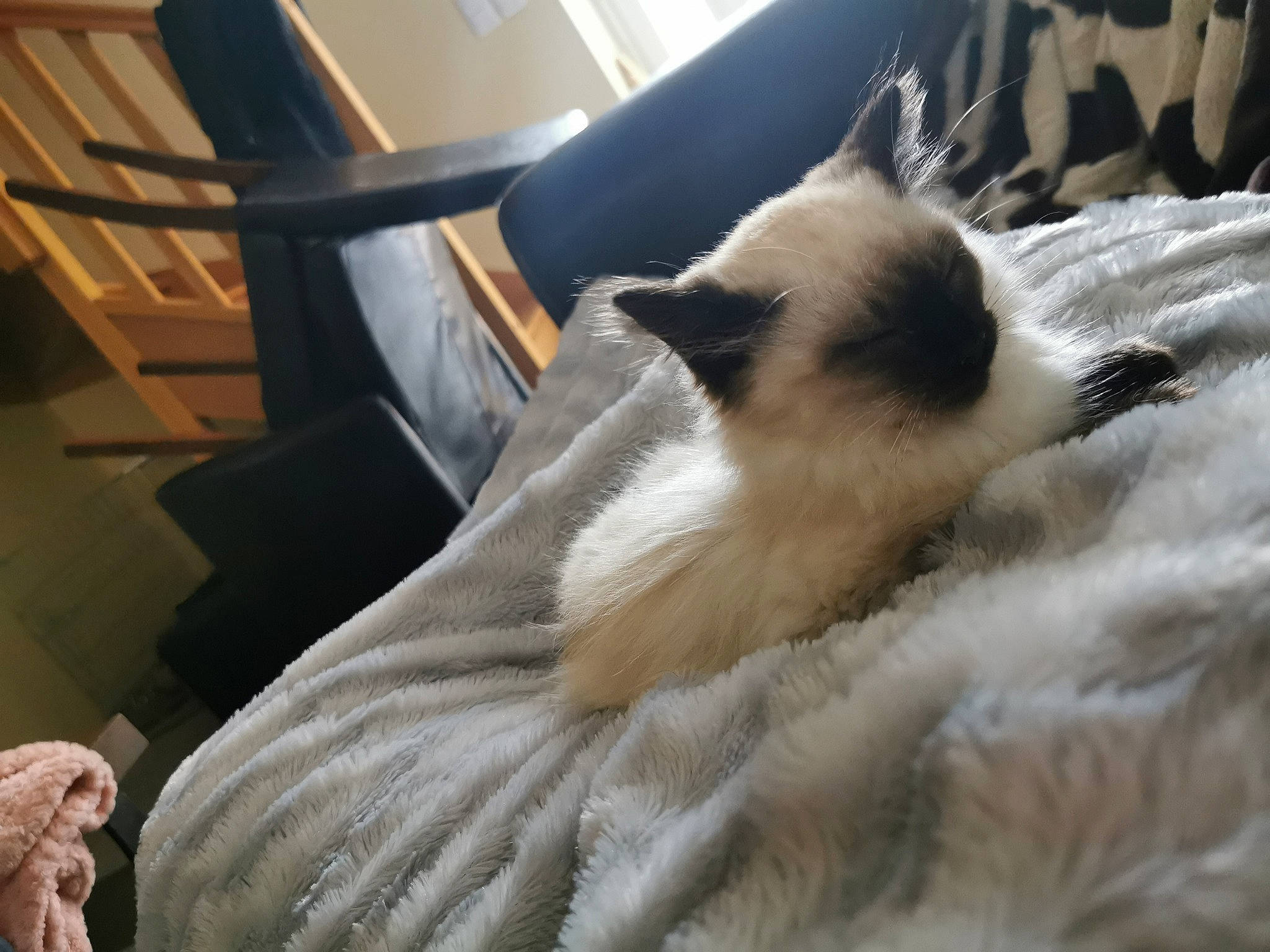 Patoche a rejoint le concours — aidez-le/la à gagner de superbes lots ! balinese, birman, carnivore, cat, colorpoint_shorthair, fawn, felidae, fur, furniture, himalayan, kitten, nap, ragdoll, siamese, sky, small_to_medium_sized_cats, tail, thai, tonkinese, whiskers