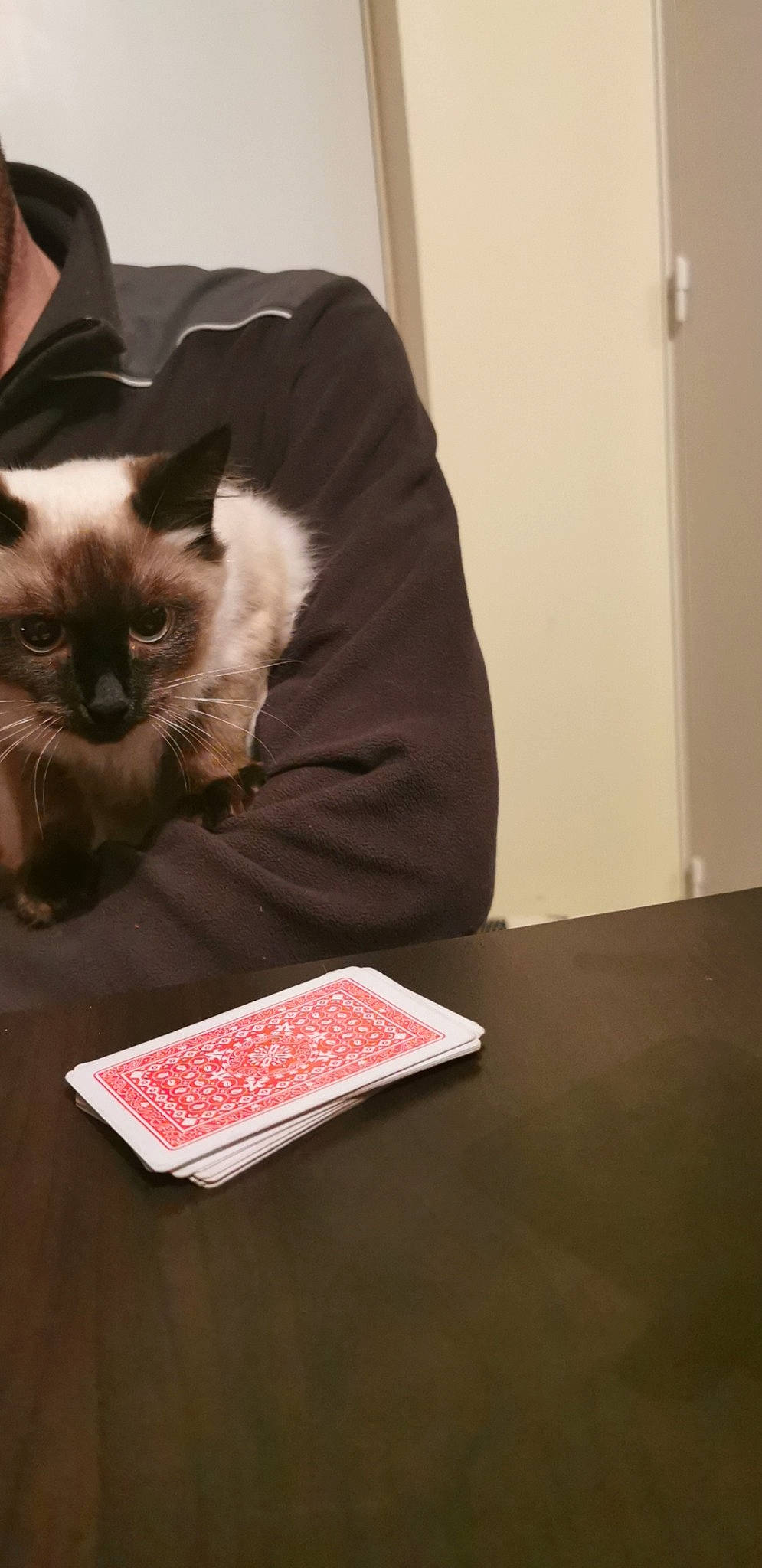 Patoche participe au concours pour gagner de l'argent avec cette photo : asian, birman, box, carnivore, cat, felidae, fur, himalayan, kitten, ragdoll, siamese, small_to_medium_sized_cats, snowshoe, thai, tonkinese, whiskers