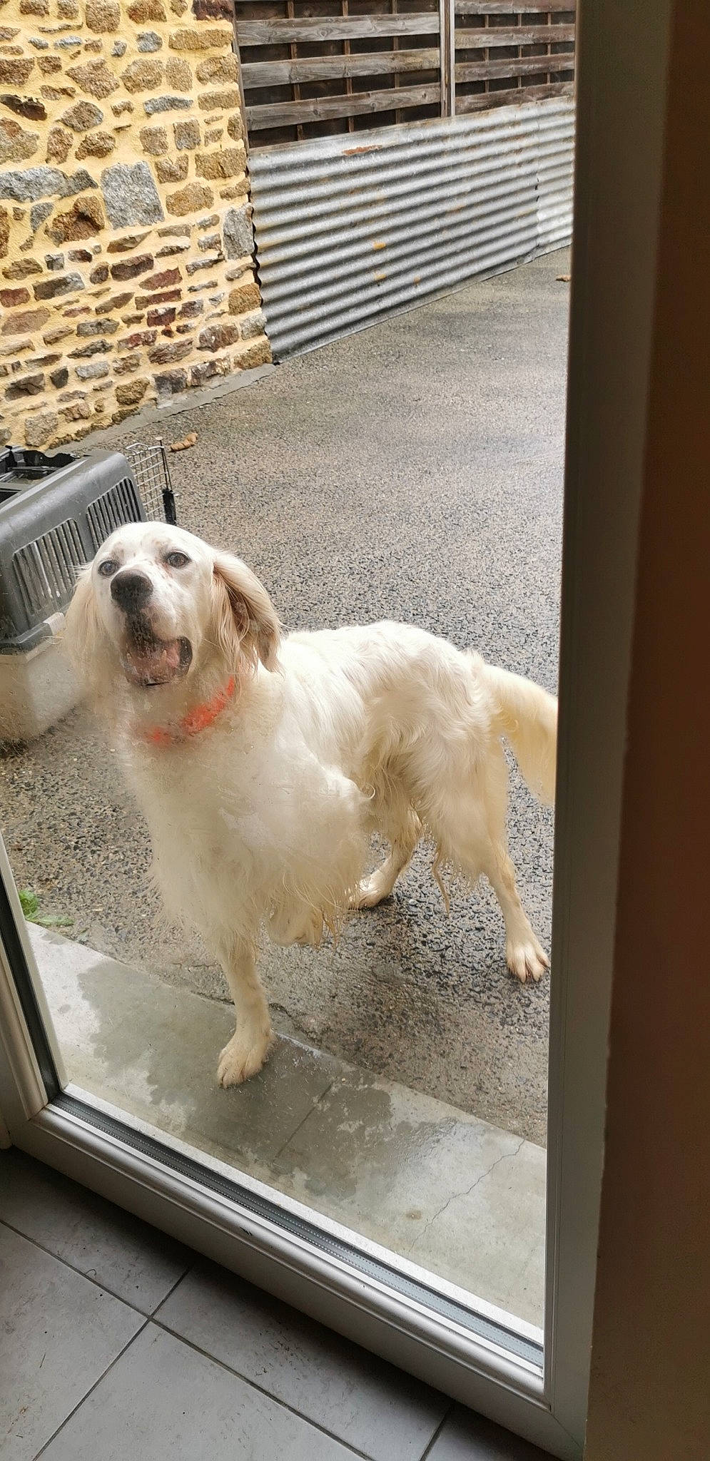 Largos participe au concours pour gagner de l'argent avec cette photo : canidae, carnivore, companion_dog, dog, dog_breed, golden_retriever, great_pyrenees, mammal, rare_breed_dog, sporting_group, vertebrate