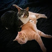 Stanley And Oliver joined the competition — help win amazing prizes! cat, tabby_cat, orange_cat, pet, feline, animal, resting, lying_down, indoor, bed, blanket, fur, whiskers, ears, cute, sleepy, companion, two_cats, relaxed, domestic_animal