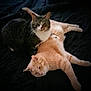 cat, tabby_cat, orange_cat, pet, feline, animal, resting, lying_down, indoor, bed, blanket, fur, whiskers, ears, cute, sleepy, companion, two_cats, relaxed, domestic_animal