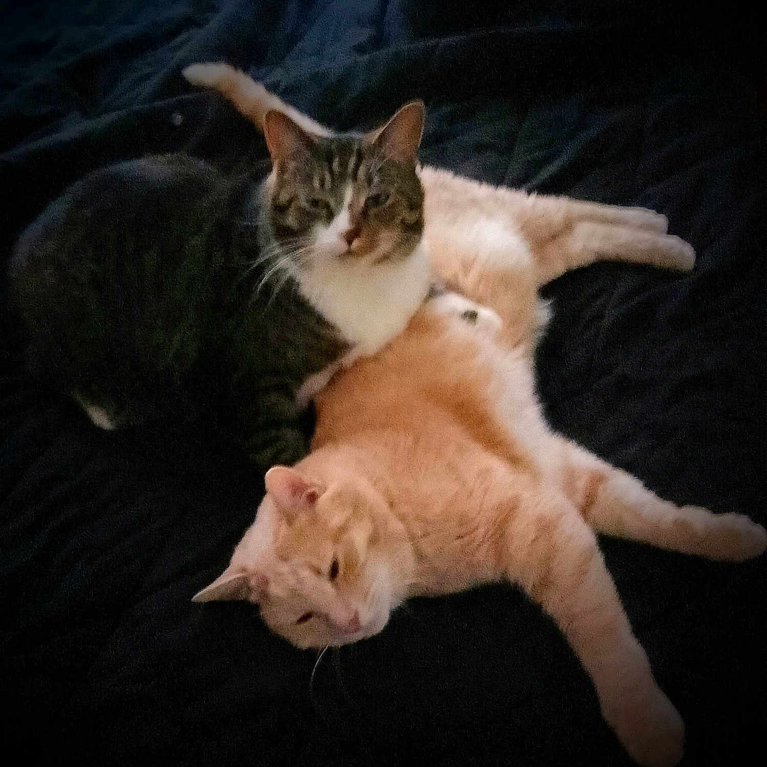 Stanley And Oliver joined the competition — help win amazing prizes! animal, bed, blanket, cat, companion, cute, domestic_animal, ears, feline, fur, indoor, lying_down, orange_cat, pet, relaxed, resting, sleepy, tabby_cat, two_cats, whiskers