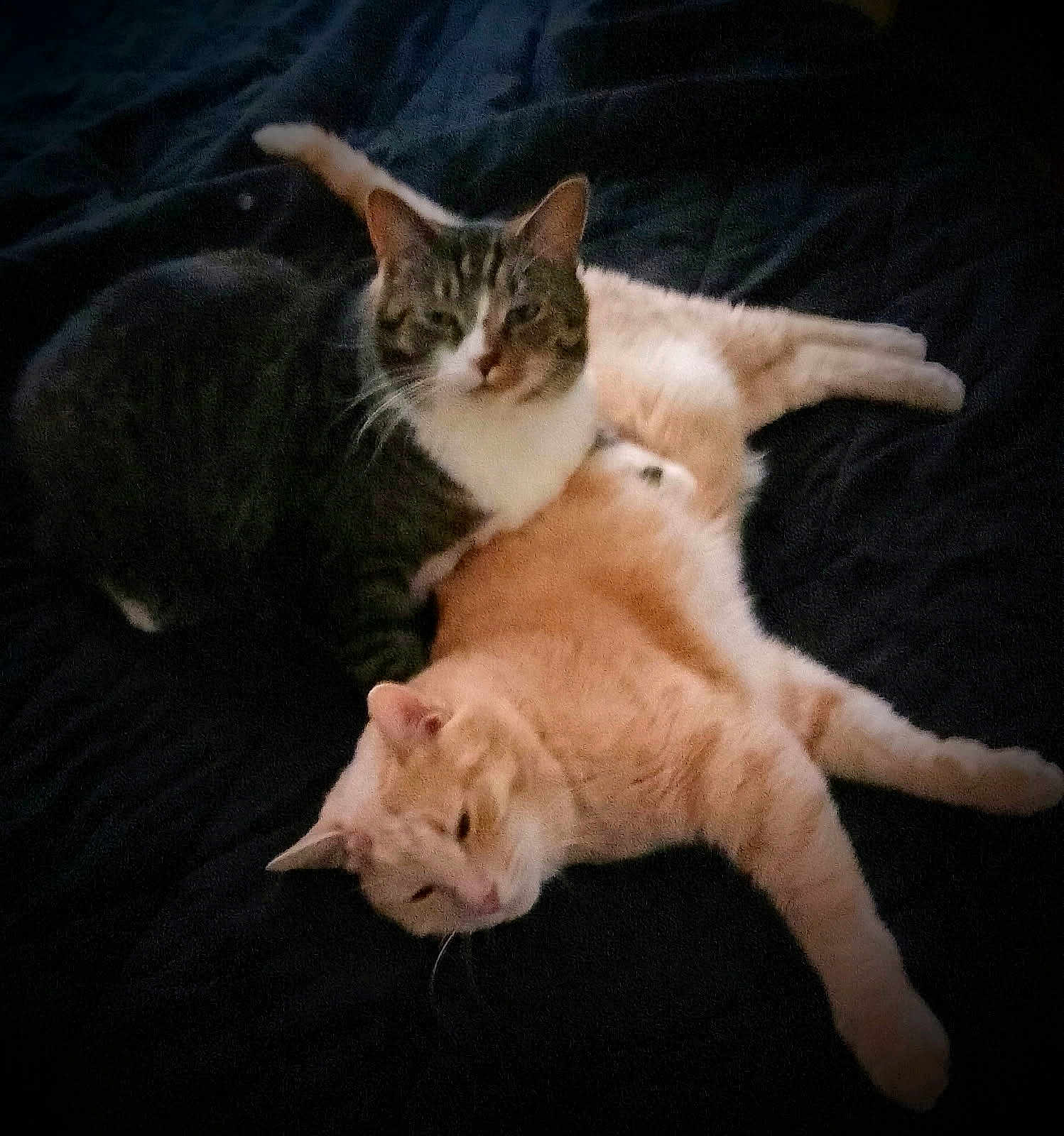 Stanley And Oliver joined the competition — help win amazing prizes! cat, tabby_cat, orange_cat, pet, feline, animal, resting, lying_down, indoor, bed, blanket, fur, whiskers, ears, cute, sleepy, companion, two_cats, relaxed, domestic_animal