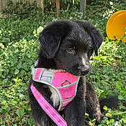 Jinx joined the competition — help win amazing prizes! animal, black_dog, collar, cute, dog, domestic_animal, fur, garden, grass, greenery, leash, nature, outdoor, pet, pink_harness, plants, puppy, sitting, sunlight, young_dog